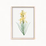 Mock Rosemary Botanical Wall Art