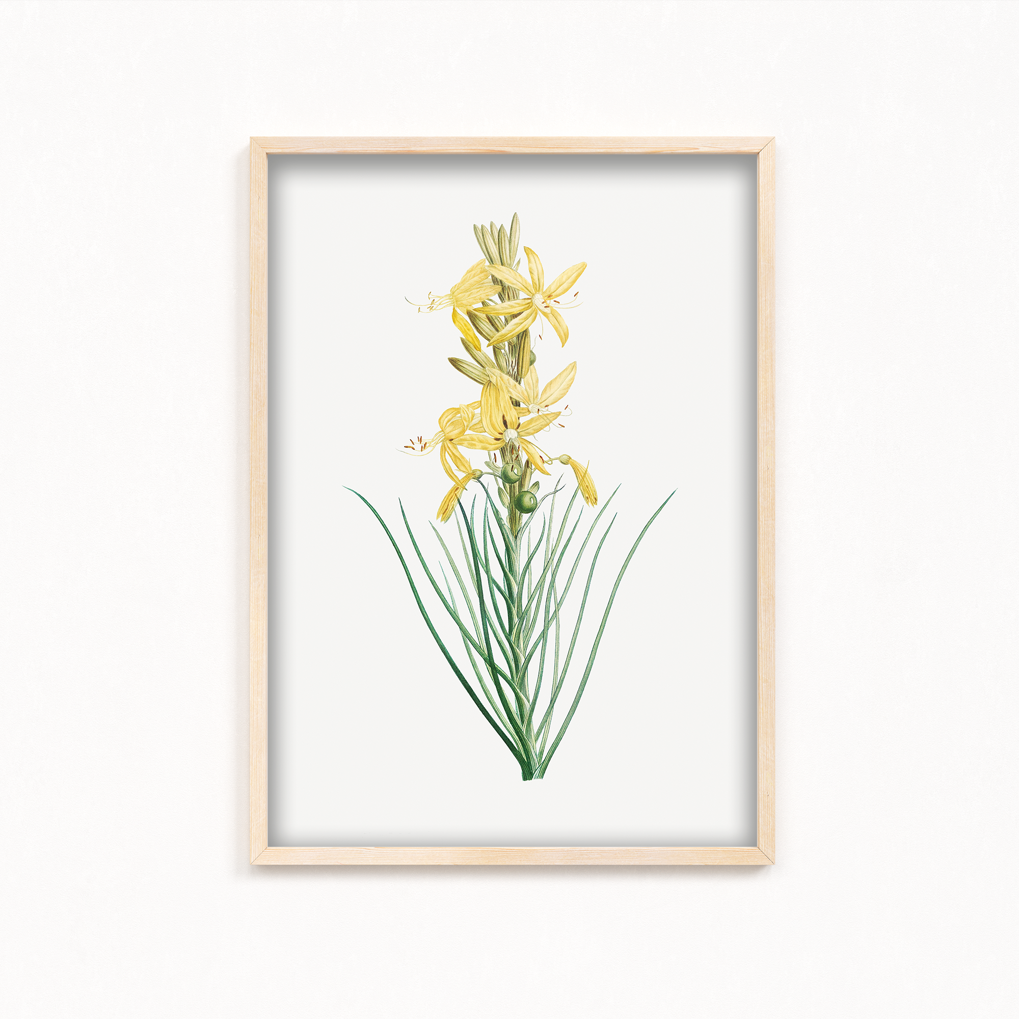 Mock Rosemary Botanical Wall Art