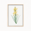 Mock Rosemary Botanical Wall Art