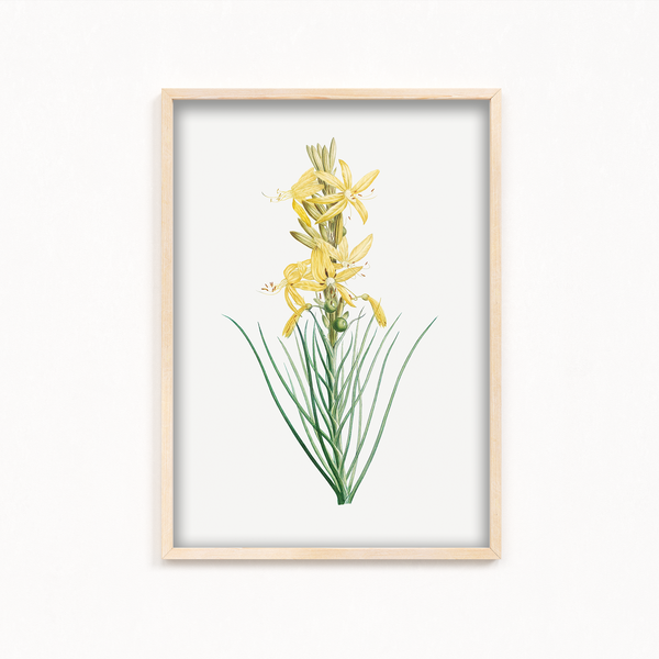 Mock Rosemary Botanical Wall Art