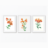 Set of 3 Botanical Modern Wall Art