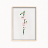 Blessed Nightshade Botanical Wall Art