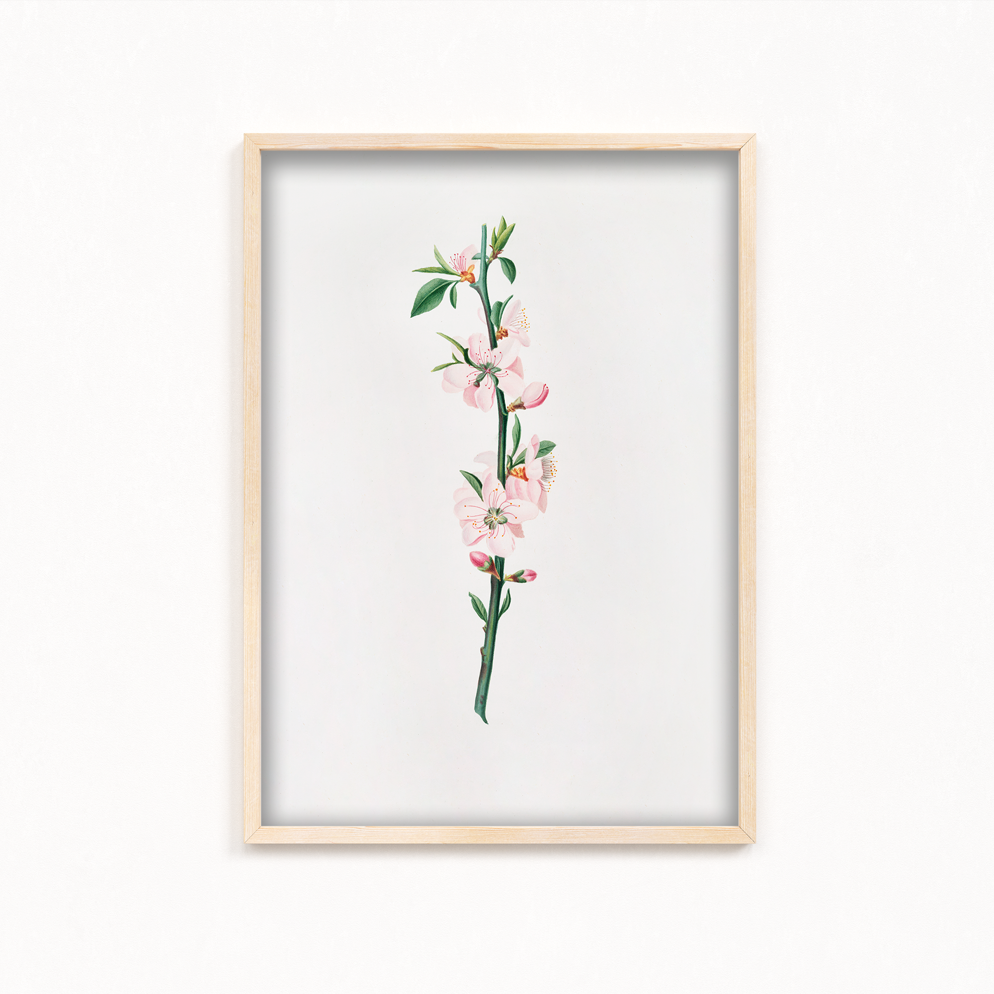 Blessed Nightshade Botanical Wall Art