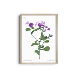 Flora in Detail Botanical Modern Wall Art
