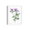 Flora in Detail Botanical Modern Wall Art