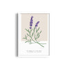 Lavender Botanical Modern Wall Art