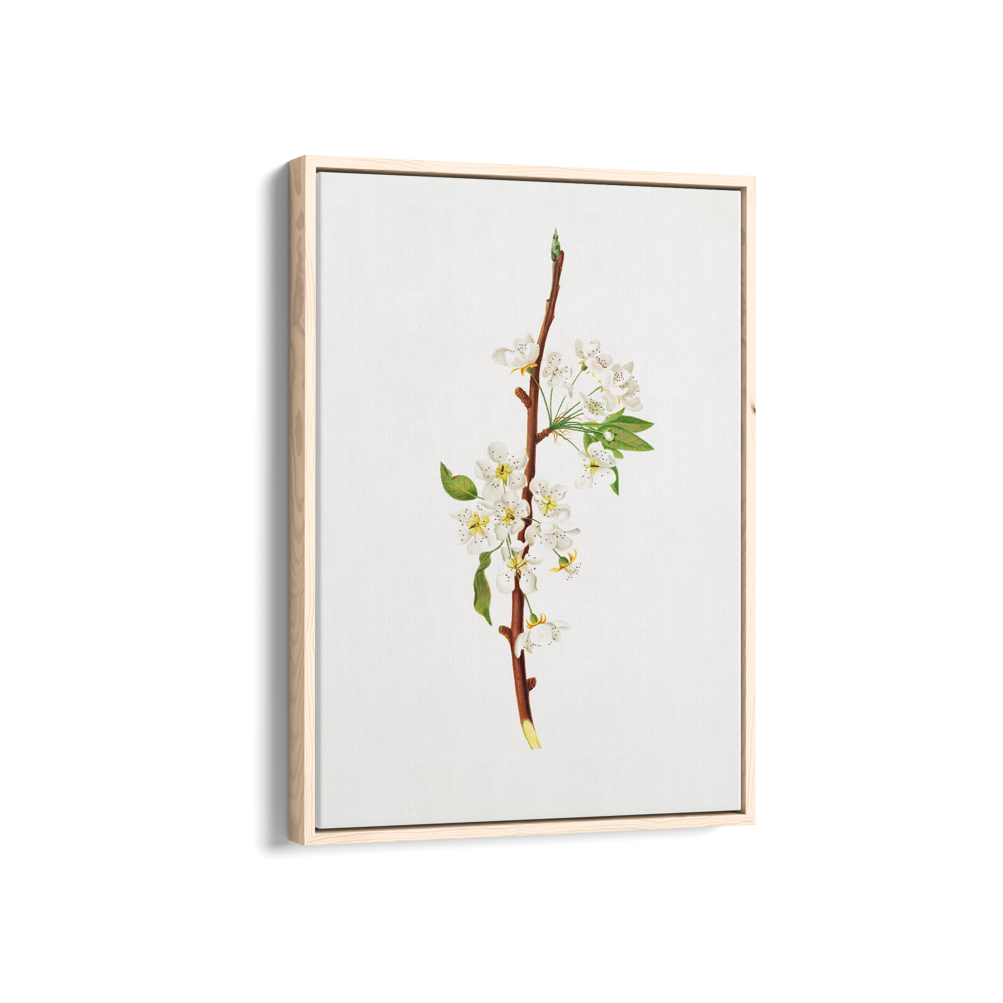 Mountain Ragweed Botanical Wall Art