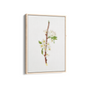 Mountain Ragweed Botanical Wall Art