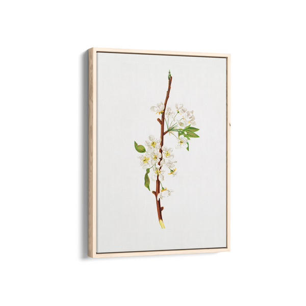 Mountain Ragweed Botanical Wall Art