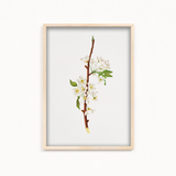 Mountain Ragweed Botanical Wall Art