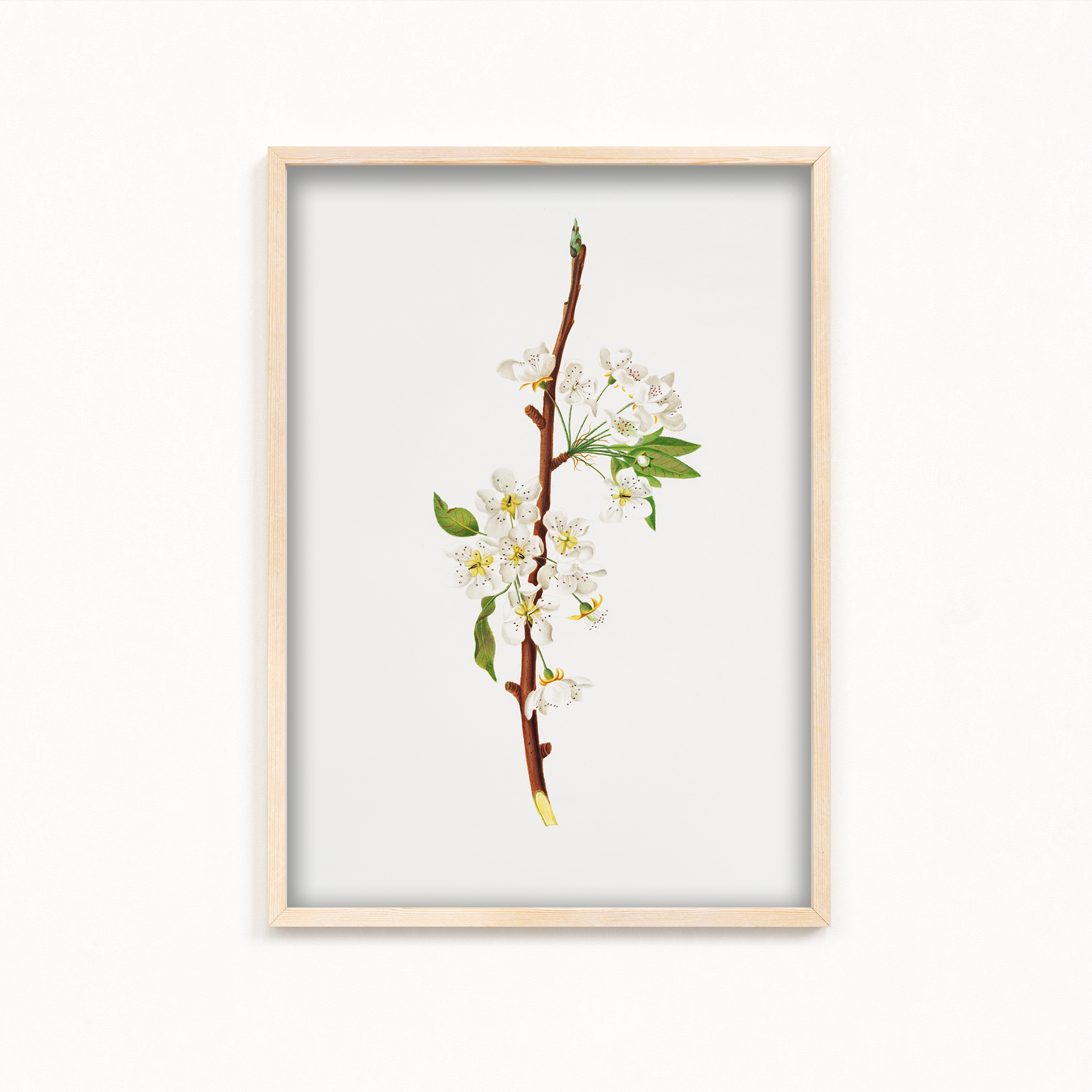 Mountain Ragweed Botanical Wall Art
