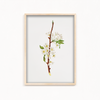 Mountain Ragweed Botanical Wall Art