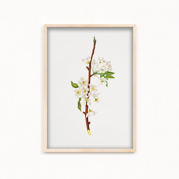 Mountain Ragweed Botanical Wall Art