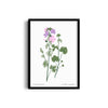 Amsterdam art gallery Botanical Modern Wall Art