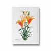 Petals in Pastel Botanical Modern Wall Art