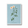 Flora Fusion Botanical Modern Wall Art