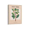 Oak Tree Botanical Modern Wall Art