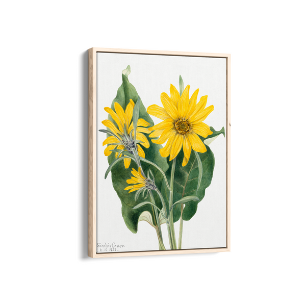 Balsamroot (Balsamorhiza sagittata) (1923) by Mary Vaux Walcott Botanical Wall Art