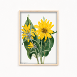 Balsamroot (Balsamorhiza sagittata) (1923) by Mary Vaux Walcott Botanical Wall Art