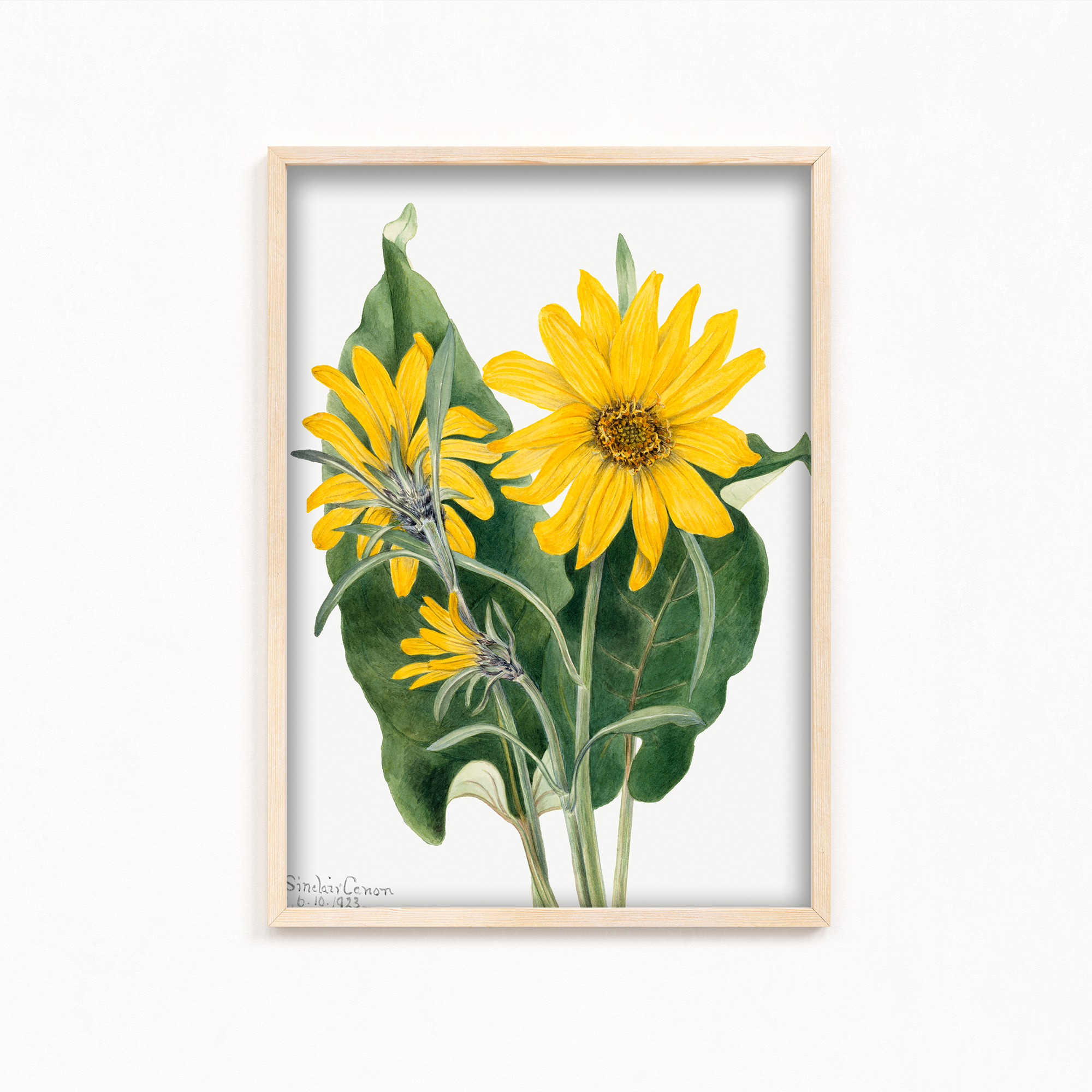 Balsamroot (Balsamorhiza sagittata) (1923) by Mary Vaux Walcott Botanical Wall Art