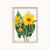 Balsamroot (Balsamorhiza sagittata) (1923) by Mary Vaux Walcott Botanical Wall Art