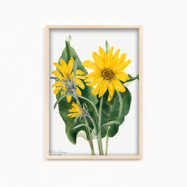 Balsamroot (Balsamorhiza sagittata) (1923) by Mary Vaux Walcott Botanical Wall Art