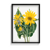 Balsamroot (Balsamorhiza sagittata) (1923) by Mary Vaux Walcott Botanical Wall Art
