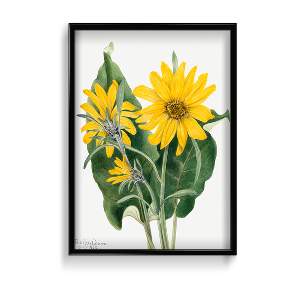 Balsamroot (Balsamorhiza sagittata) (1923) by Mary Vaux Walcott Botanical Wall Art