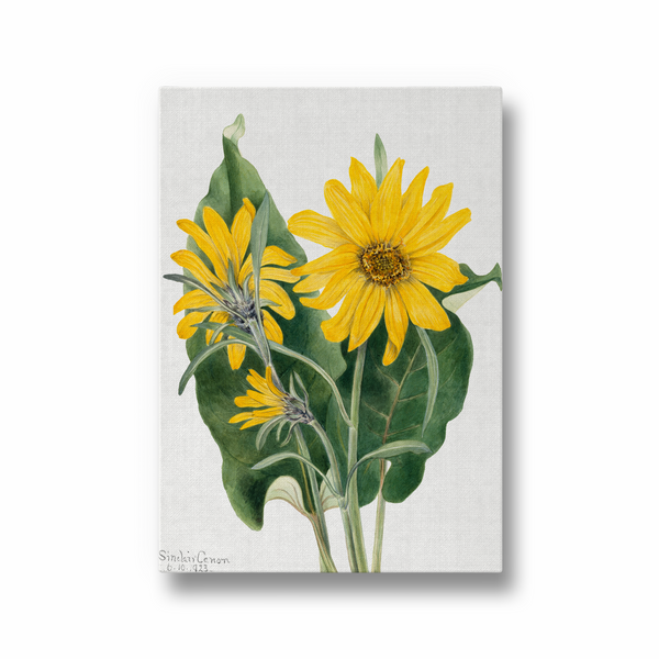 Balsamroot (Balsamorhiza sagittata) (1923) by Mary Vaux Walcott Botanical Wall Art