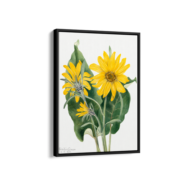 Balsamroot (Balsamorhiza sagittata) (1923) by Mary Vaux Walcott Botanical Wall Art