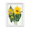 Balsamroot (Balsamorhiza sagittata) (1923) by Mary Vaux Walcott Botanical Wall Art