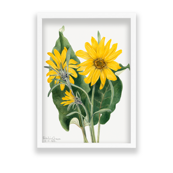 Balsamroot (Balsamorhiza sagittata) (1923) by Mary Vaux Walcott Botanical Wall Art