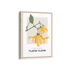 Ylang Ylang Botanical Modern Wall Art