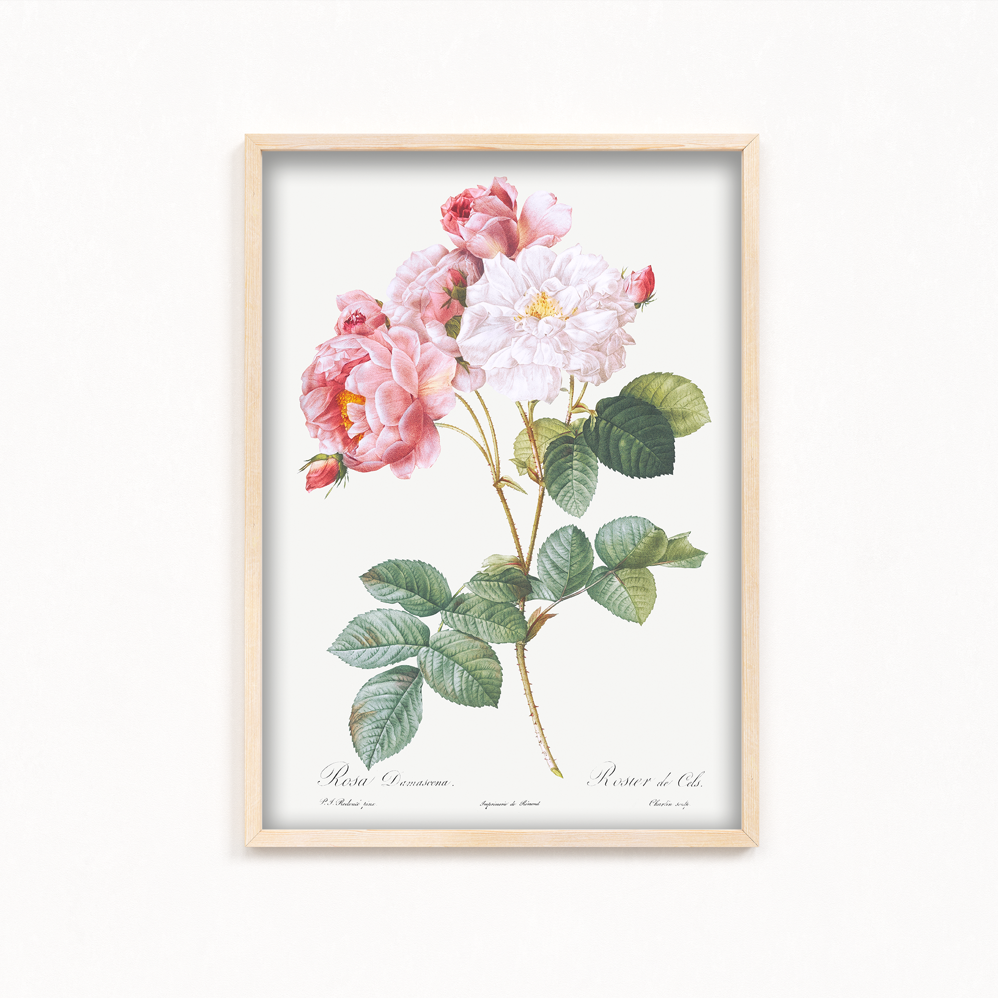 Rosebush (Rosa damascena) from Les Roses (1817–1824) by Pierre-Joseph Redouté Botanical Wall Art