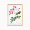 Rosebush (Rosa damascena) from Les Roses (1817–1824) by Pierre-Joseph Redouté Botanical Wall Art
