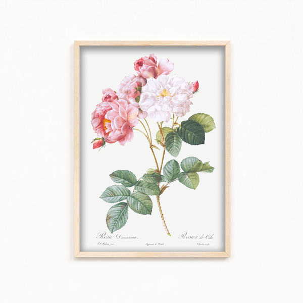 Rosebush (Rosa damascena) from Les Roses (1817–1824) by Pierre-Joseph Redouté Botanical Wall Art