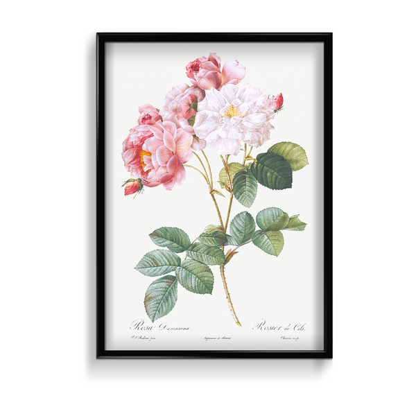 Rosebush (Rosa damascena) from Les Roses (1817–1824) by Pierre-Joseph Redouté Botanical Wall Art