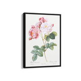 Rosebush (Rosa damascena) from Les Roses (1817–1824) by Pierre-Joseph Redouté Botanical Wall Art