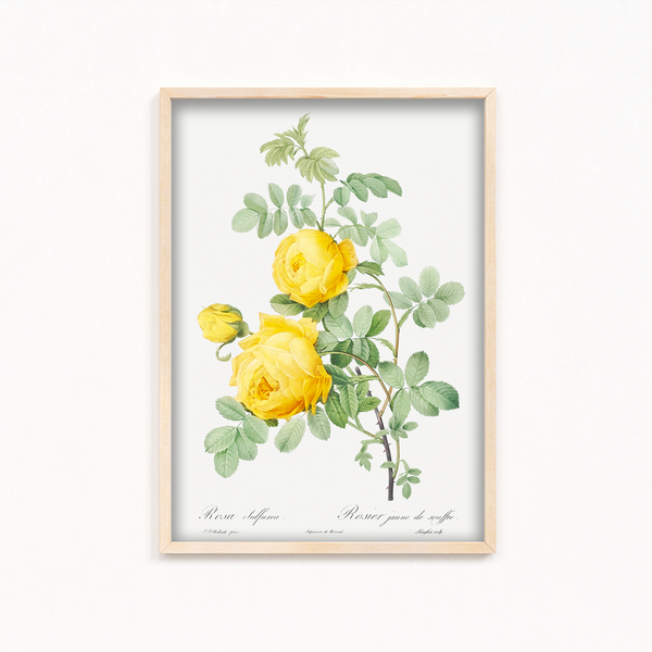 Rosa hemisphaerica, also known as Yellow Rose of Sulfur (Rosa sulfurea) from Les Roses (1817–1824) by Pierre-Joseph Redouté Botanical Wall Art