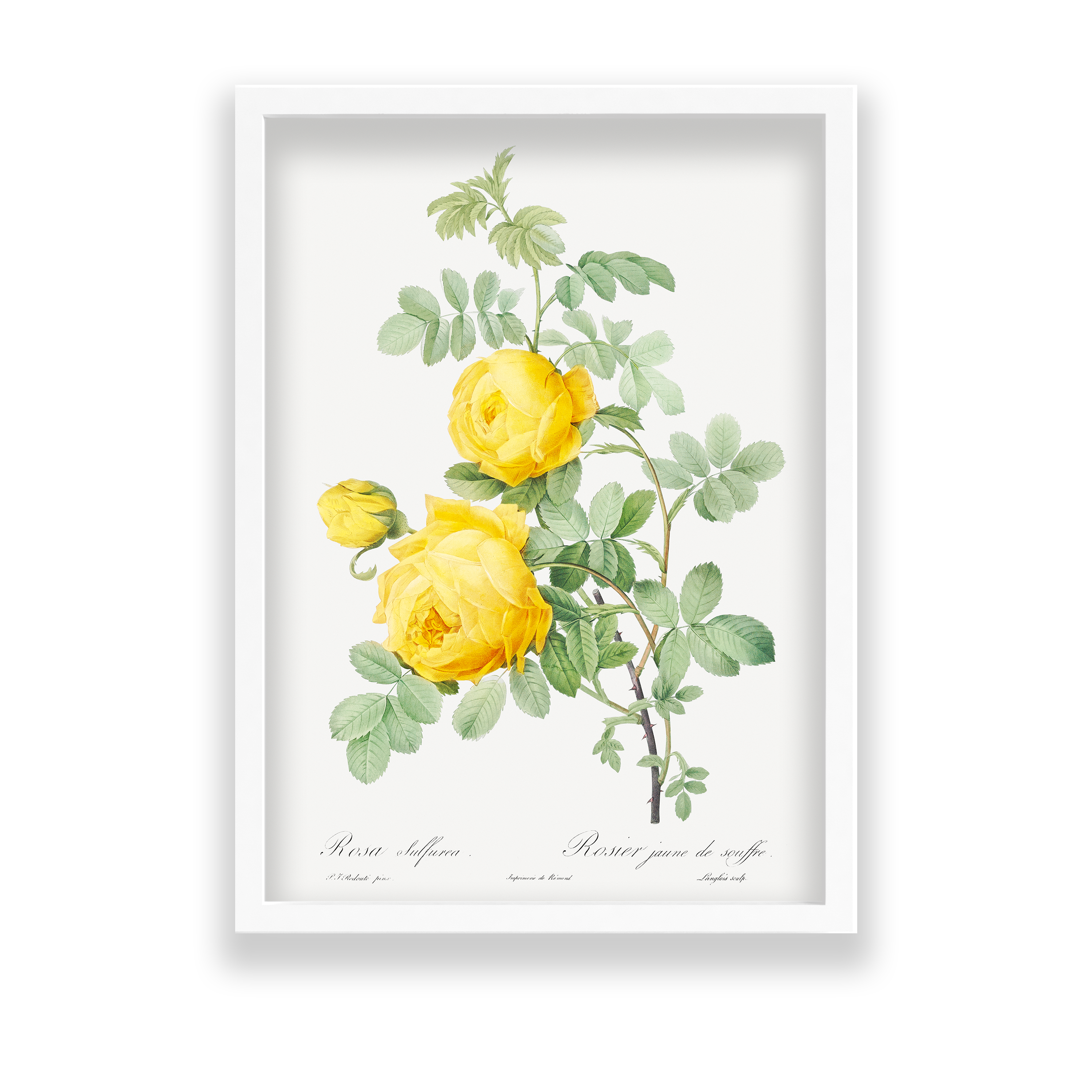 Rosa hemisphaerica, also known as Yellow Rose of Sulfur (Rosa sulfurea) from Les Roses (1817–1824) by Pierre-Joseph Redouté Botanical Wall Art