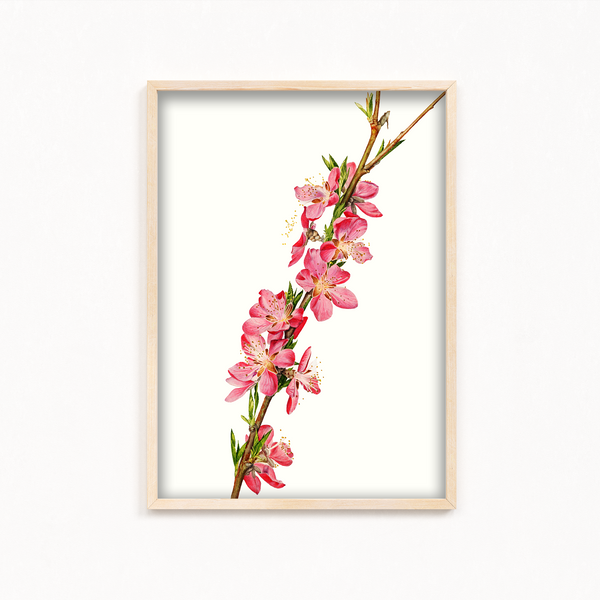 Lion Ambrosia Botanical Wall Art