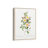 Rosa pimpinellifolia, also known as Burnet Rose (Rosa pimpinelli-folia inermis) from Les Roses (1817–1824) by Pierre-Joseph Redouté Botanical Wall Art