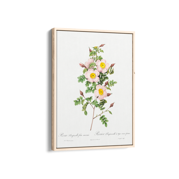Rosa pimpinellifolia, also known as Burnet Rose (Rosa pimpinelli-folia inermis) from Les Roses (1817–1824) by Pierre-Joseph Redouté Botanical Wall Art