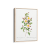 Rosa pimpinellifolia, also known as Burnet Rose (Rosa pimpinelli-folia inermis) from Les Roses (1817–1824) by Pierre-Joseph Redouté Botanical Wall Art