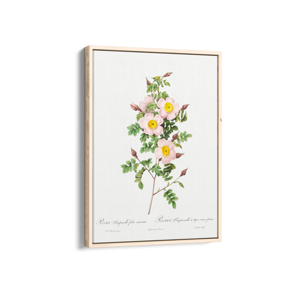 Rosa pimpinellifolia, also known as Burnet Rose (Rosa pimpinelli-folia inermis) from Les Roses (1817–1824) by Pierre-Joseph Redouté Botanical Wall Art