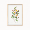Rosa pimpinellifolia, also known as Burnet Rose (Rosa pimpinelli-folia inermis) from Les Roses (1817–1824) by Pierre-Joseph Redouté Botanical Wall Art
