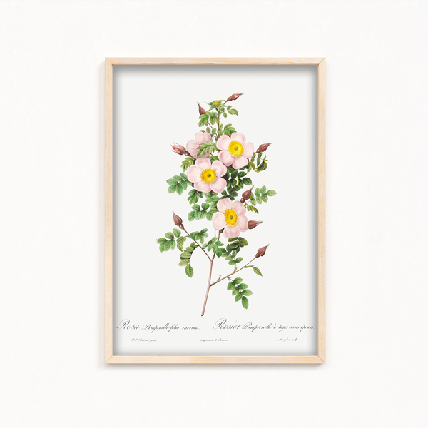 Rosa pimpinellifolia, also known as Burnet Rose (Rosa pimpinelli-folia inermis) from Les Roses (1817–1824) by Pierre-Joseph Redouté Botanical Wall Art