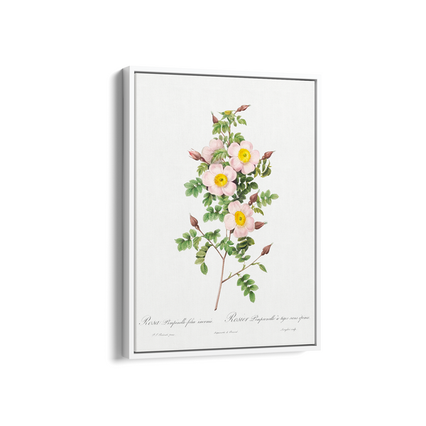 Rosa pimpinellifolia, also known as Burnet Rose (Rosa pimpinelli-folia inermis) from Les Roses (1817–1824) by Pierre-Joseph Redouté Botanical Wall Art