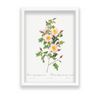 Rosa pimpinellifolia, also known as Burnet Rose (Rosa pimpinelli-folia inermis) from Les Roses (1817–1824) by Pierre-Joseph Redouté Botanical Wall Art
