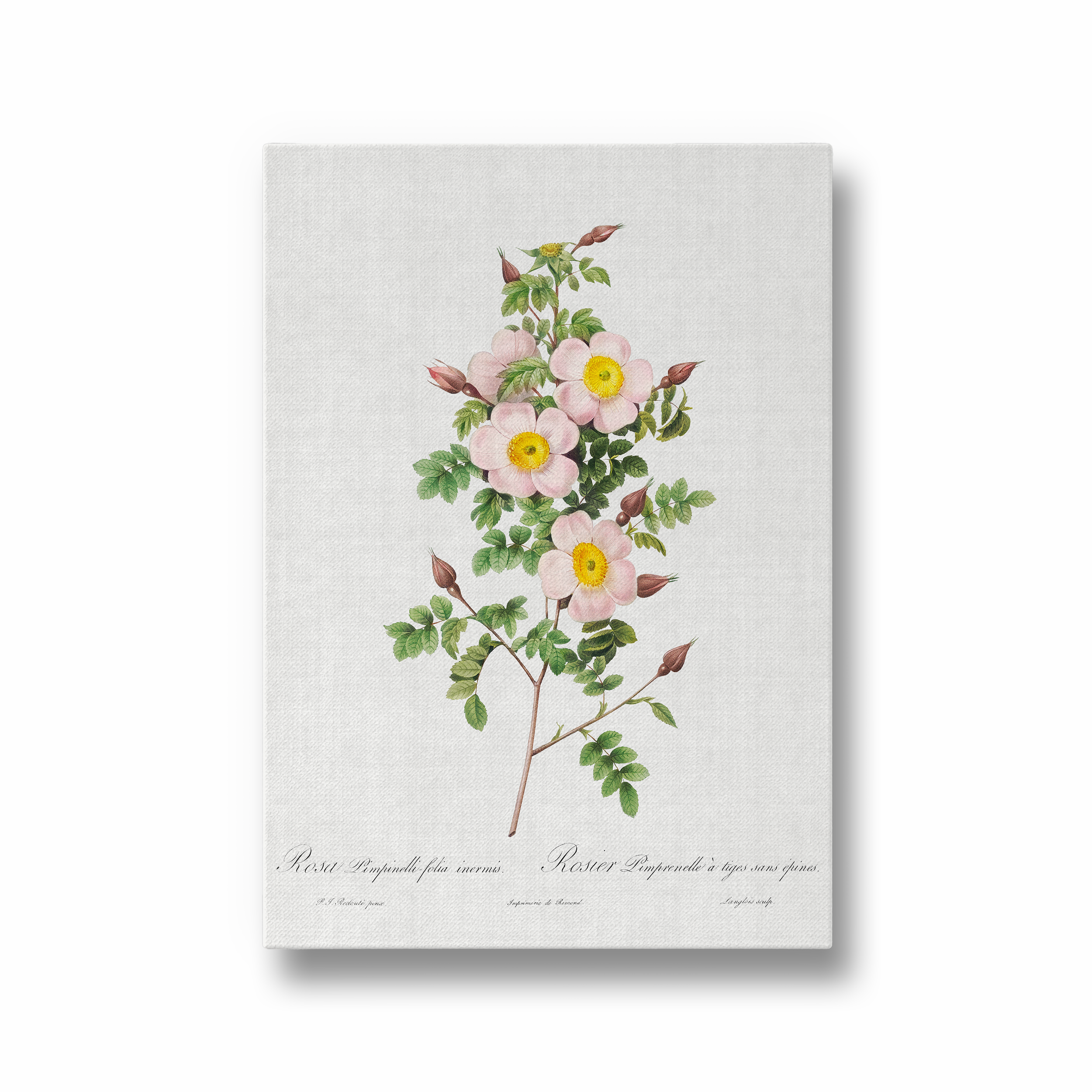 Rosa pimpinellifolia, also known as Burnet Rose (Rosa pimpinelli-folia inermis) from Les Roses (1817–1824) by Pierre-Joseph Redouté Botanical Wall Art